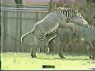 Two wild and sexy zebras are fucking outdoors
