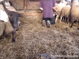 Lad the the farm feels like fucking some sheep in the ass