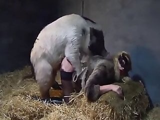 Zoo Zoo Sex Porn